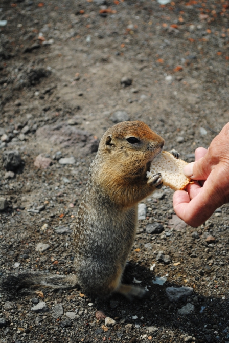 ТАКАЯ МНОГОЛИКАЯ КАМЧАТКА (Туризм, туризм, путешествия, вулканы)