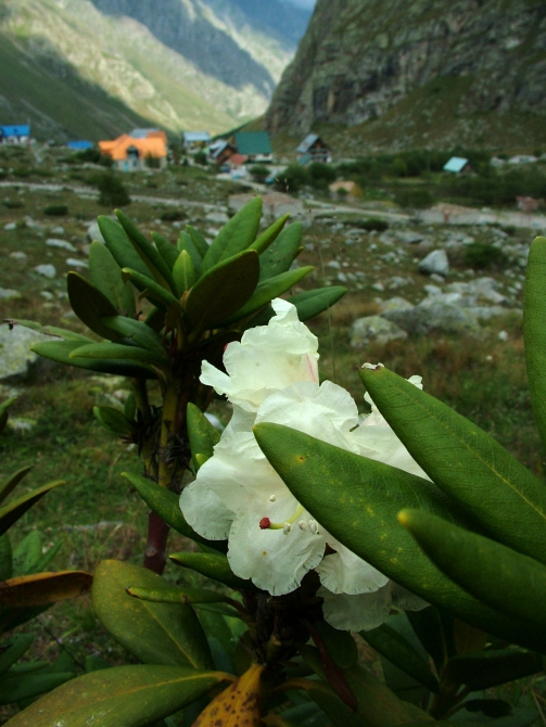 Осенние горы. Безенги (фото, гестола, альплагерь безенги, джанги-тау, мижирги, безенгийский ледник)