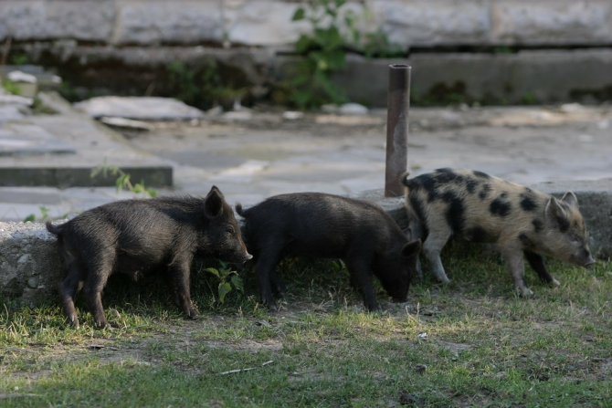 СВАНЕТИЯ (Бэккантри/Фрирайд, михаил хергиани, местия, ушба)
