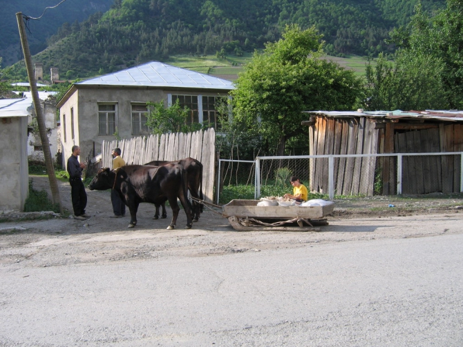 СВАНЕТИЯ (Бэккантри/Фрирайд, михаил хергиани, местия, ушба)