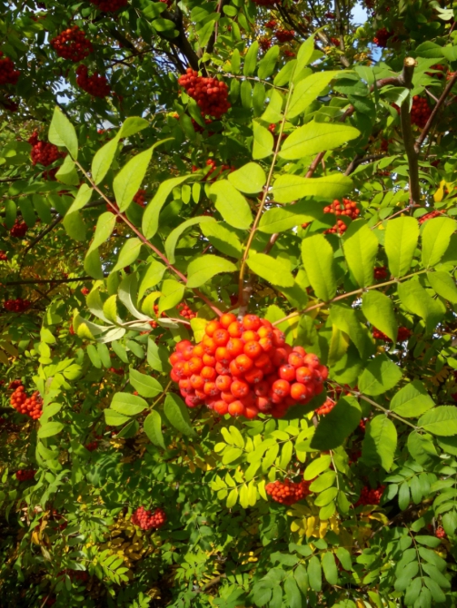 Золотая Осень Южного Урала (Мультигонки, горы и скалы, мультигонки, марафоны)