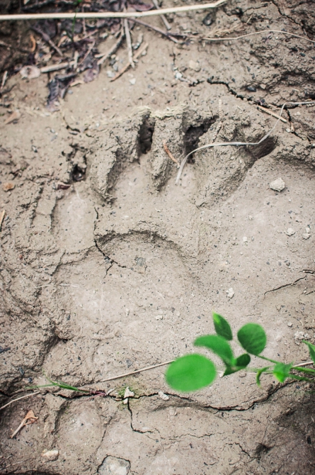 Фотоочерк о горном походе 6 к.с. на Памир. Часть первая (Горный туризм, федченко, ГМС, ПФП, пик коммунизма, гармо, Бивачный, 2015)