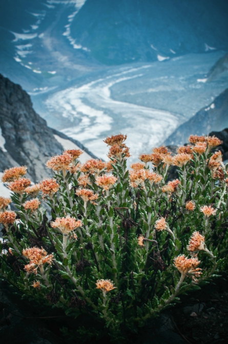 Фотоочерк о горном походе 6 к.с. на Памир. Часть первая (Горный туризм, федченко, ГМС, ПФП, пик коммунизма, гармо, Бивачный, 2015)