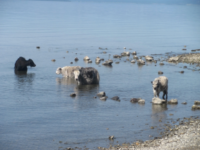 Велопутешествие вокруг Хубсугула