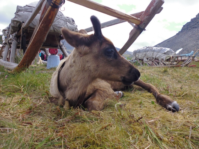 Горное путешествие на Приполярный Урал.27.06.-07.07.15 (Туризм)