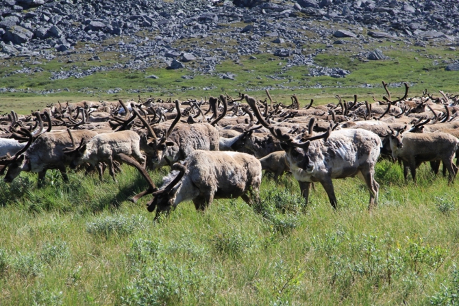 Горное путешествие на Приполярный Урал.27.06.-07.07.15 (Туризм)