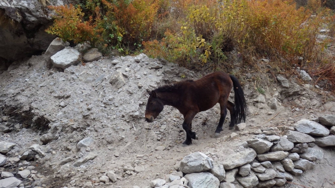 Музыка гор, Непал 2015 (Альпинизм, пик Яла, Макалу Экстрем, Морнева Оксана, чатур таманг)