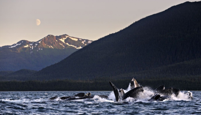 Аляска.Обратная сторона фрирайда. Чаcть 1. (фриирайд, рыбалка в океане, жизнь на Аляске, whitepeaks_ru, оксана чекулаева)
