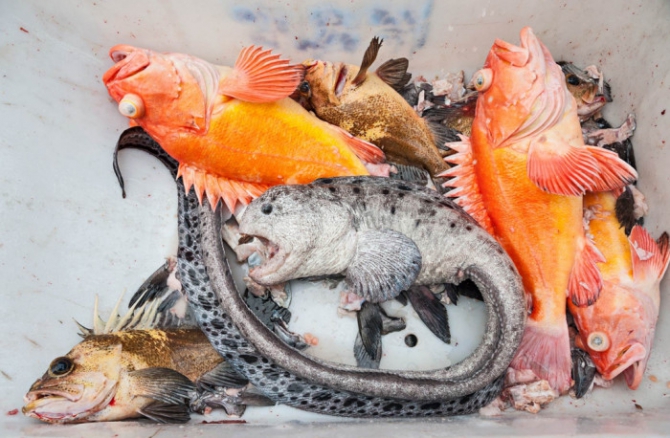 Аляска.Обратная сторона фрирайда. Чаcть 1. (фриирайд, рыбалка в океане, жизнь на Аляске, whitepeaks_ru, оксана чекулаева)