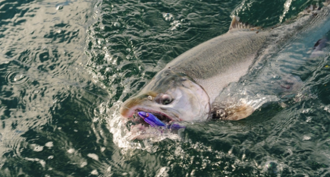 Аляска.Обратная сторона фрирайда. Чаcть 1. (фриирайд, рыбалка в океане, жизнь на Аляске, whitepeaks_ru, оксана чекулаева)