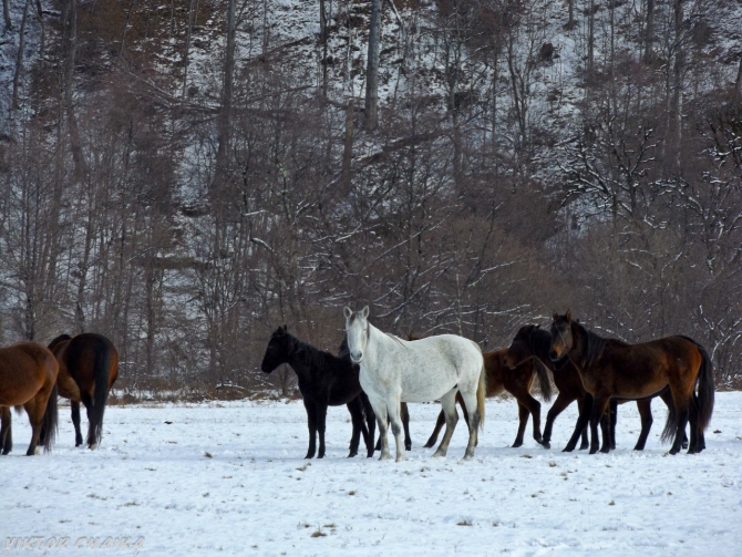 Тайна Голубого Озера (Горный туризм, голубые озера, кбр, кабардино балкария, Голубое озеро, кель-кечхен, кель-кетчхен, церик-кель, черек-кель, виктор чайка, картины)