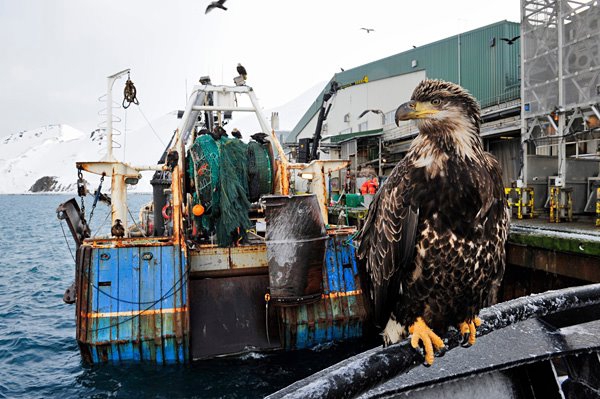 Аляска.Обратная сторона фрирайда. Часть 2 (Горные лыжи/Сноуборд, океан, jeremy jones, оксана чекулаева, further, whitepeaks_ru, жизнь на Аляске, ryland bell)