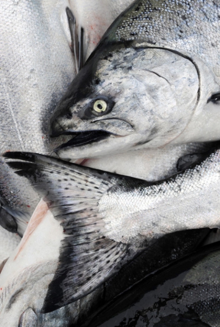 Аляска.Обратная сторона фрирайда. Часть 2 (Горные лыжи/Сноуборд, океан, jeremy jones, оксана чекулаева, further, whitepeaks_ru, жизнь на Аляске, ryland bell)