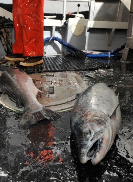 Аляска.Обратная сторона фрирайда. Часть 2 (Горные лыжи/Сноуборд, океан, jeremy jones, оксана чекулаева, further, whitepeaks_ru, жизнь на Аляске, ryland bell)