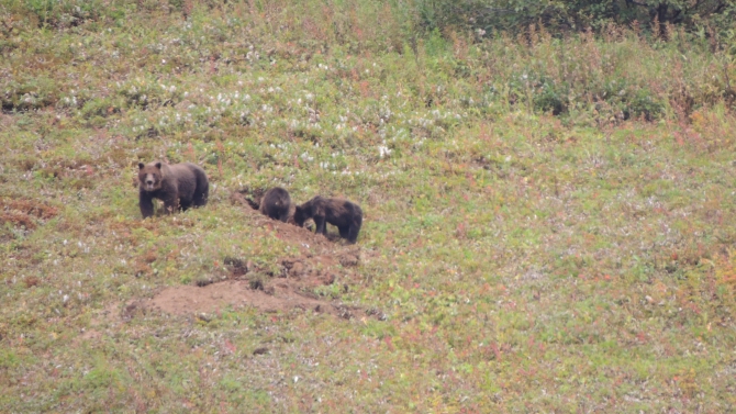 Первый BASE-прыжок со спидглайдера! (Воздух, камчатка, спидфлаинг, kamchatka speedflying team)