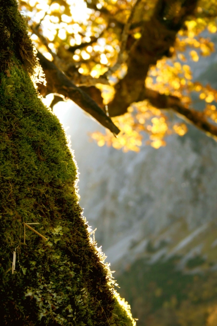В горах уже совсем осень (карвендель, альпы)