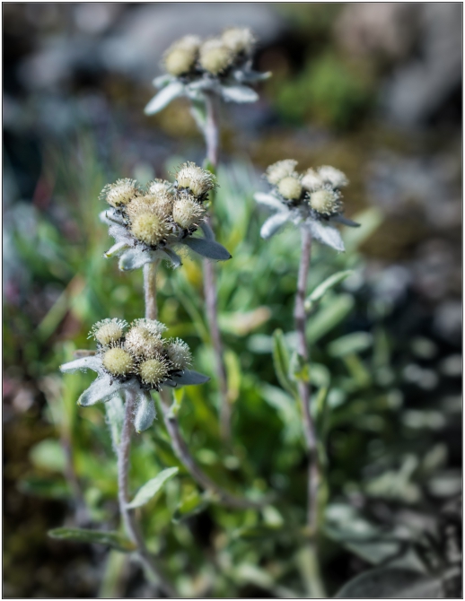 Фотоотчёт о горном походе по Алтаю (+видео). (Горный туризм)