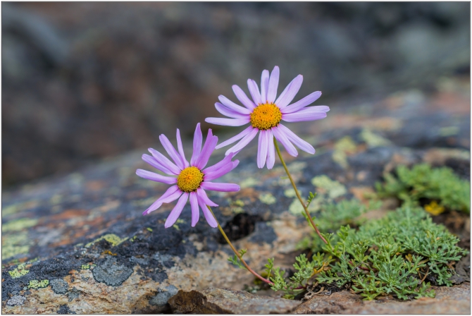 Фотоотчёт о горном походе по Алтаю (+видео). (Горный туризм)