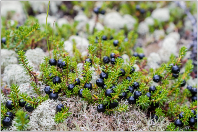 Фотоотчёт о горном походе по Алтаю (+видео). (Горный туризм)
