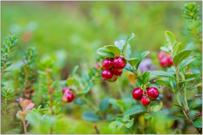 Фотоотчёт о горном походе по Алтаю (+видео). (Горный туризм)