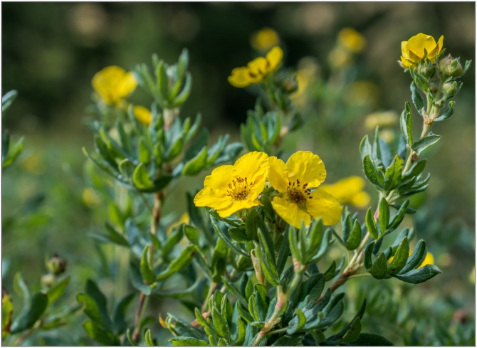 Фотоотчёт о горном походе по Алтаю (+видео). (Горный туризм)