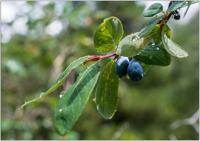 Фотоотчёт о горном походе по Алтаю (+видео). (Горный туризм)