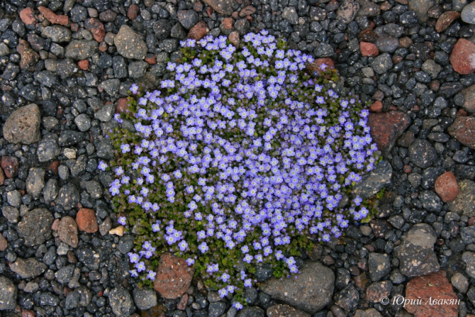 Трансфер на Джилы-Су