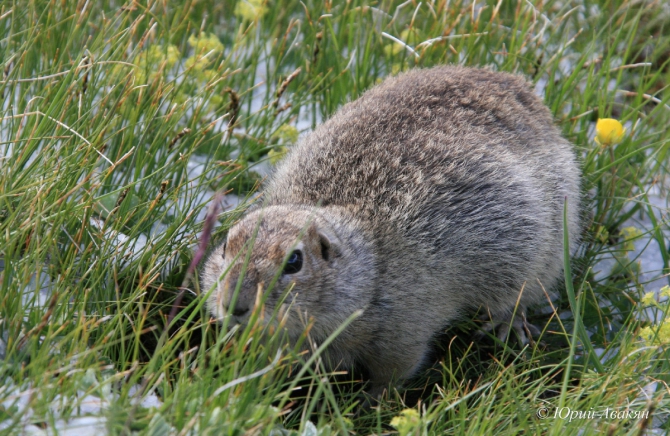 Трансфер на Джилы-Су