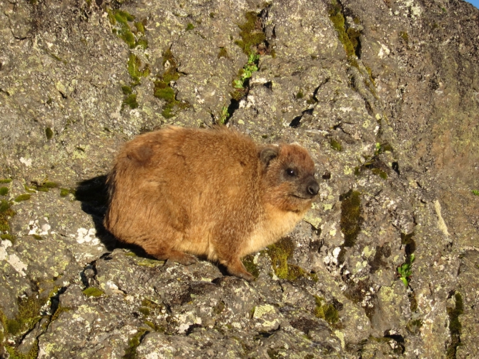 Джамбо, джамбо, Маунтин Кения! (2shapr, mount kenya, африка, венто, Маунт Кения, спортмастер, Нелион)