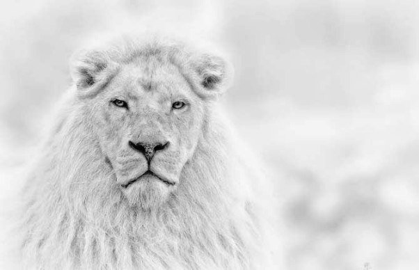 Снежный Лев 2016 (футбол на снегу, Snow Lion)