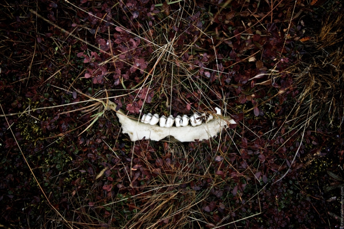 Сплав по реке Малый Анюй, Чукотка (Вода, паркрафт)