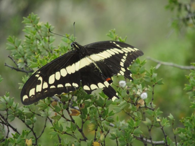 На Аконкагуа в январе 2016 с "Маунтин Гайд" (Альпинизм)