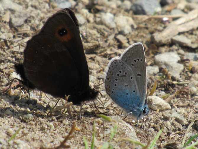 Итоги фотоконкурса "Миры Безенги" 2015-2016 (Альпинизм)