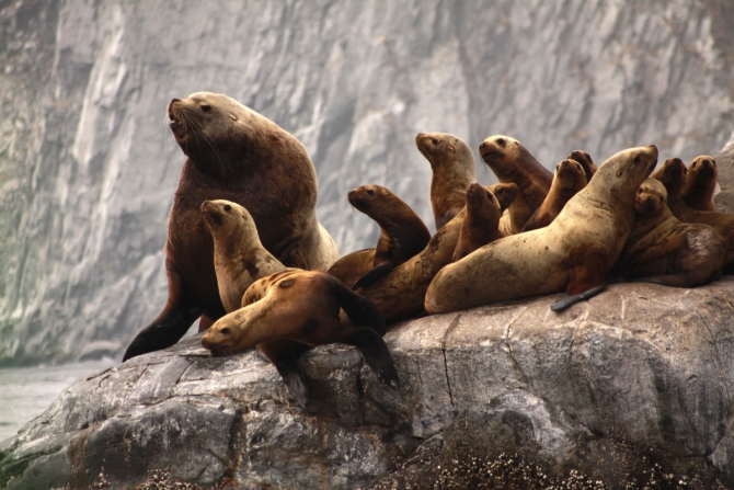 Целина. Снега и другие чудеса Камчатки (Бэккантри/Фрирайд, камчатка, горы, спецпроект, фрирайд, горные лыжи, сноуборд, елена сафонова)