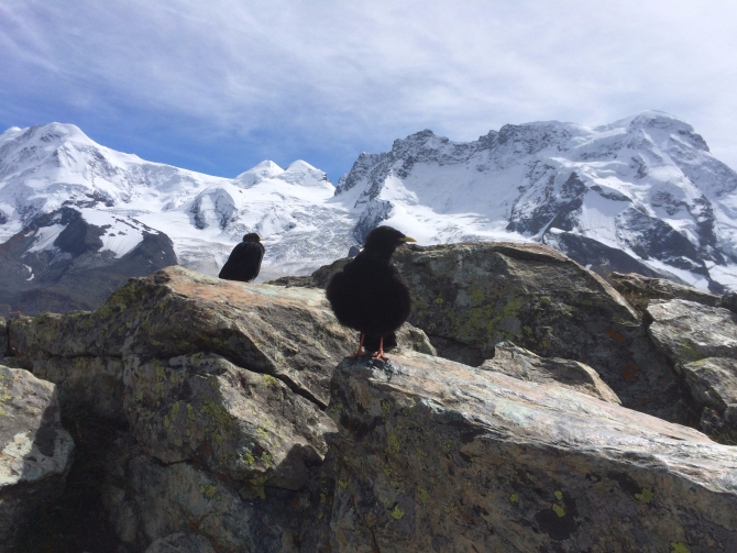 Три интенсивных, но фантастически захватывающих дня, и награда на рассвете - Маттерхорн!!! (Альпинизм)