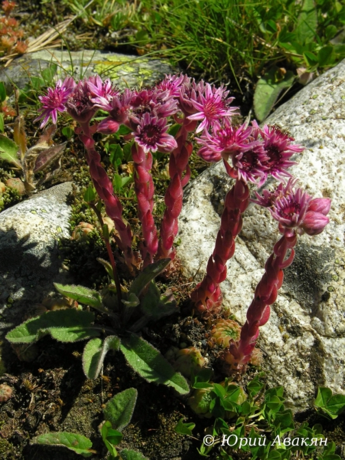 Восхождение на Эльбрус с Востока (Альпинизм)