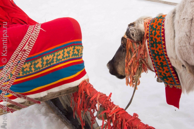 А вот еще фотографии с двух праздников на Ямале... (Путешествия, Аксарка, Лабытнанаги, день оленевода, день вороны, дети, лица, ворона, шаман)
