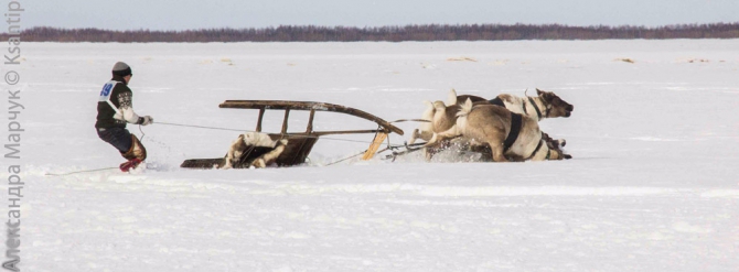 А вот еще фотографии с двух праздников на Ямале... (Путешествия, Аксарка, Лабытнанаги, день оленевода, день вороны, дети, лица, ворона, шаман)