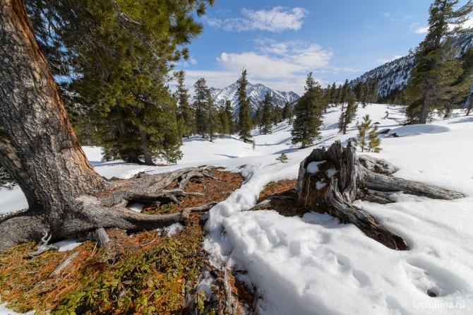 Дневник юного альпиниста или Весенняя Кынгарга 2016 (Альпинизм)
