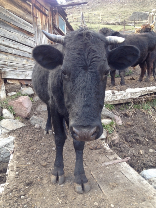 Скитур и фрирайд Приэльбрусье - Безенги. Часть 1 "Приэльбрусье 10 лет спустя" (Ски-тур)