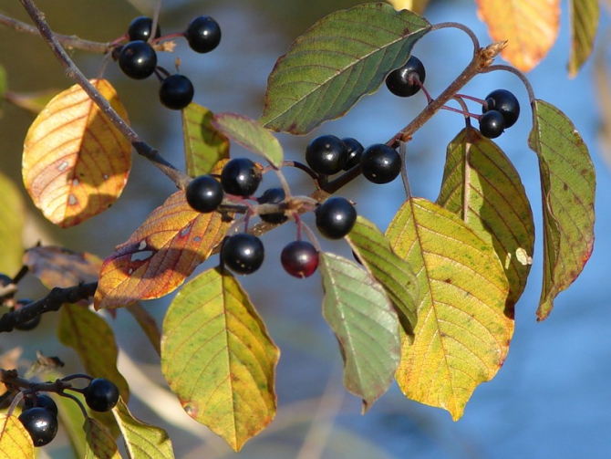 А теперь то, что нельзя употреблять в пищу. (опасности, ядовитые растения, выживание, добывание пищи)