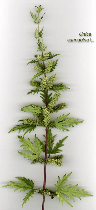 А теперь то, что нельзя употреблять в пищу. (опасности, ядовитые растения, выживание, добывание пищи)