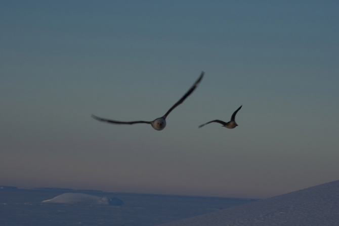 Полюс недоступности (Путешествия, антарктида, раэ)