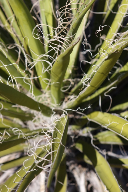 Каждому труженику по Мескалито...