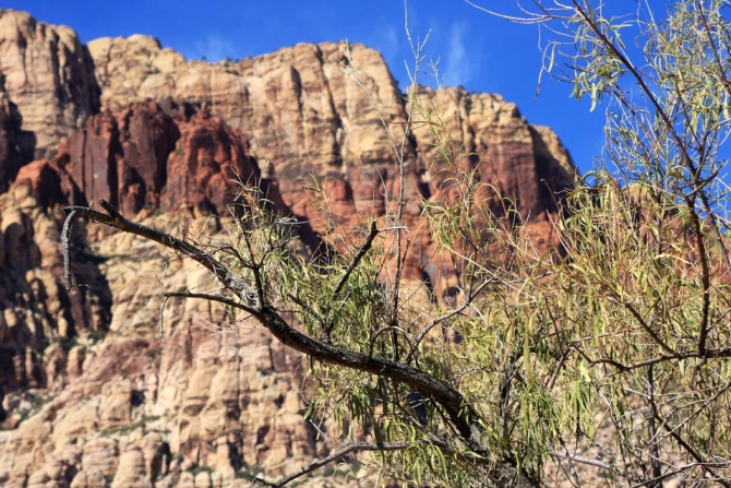 Каждому труженику по Мескалито...
