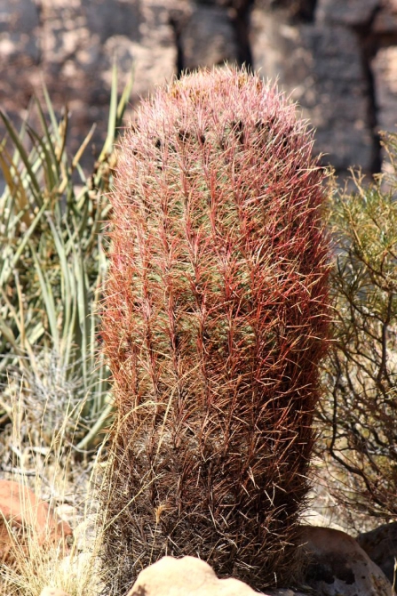 Каждому труженику по Мескалито...