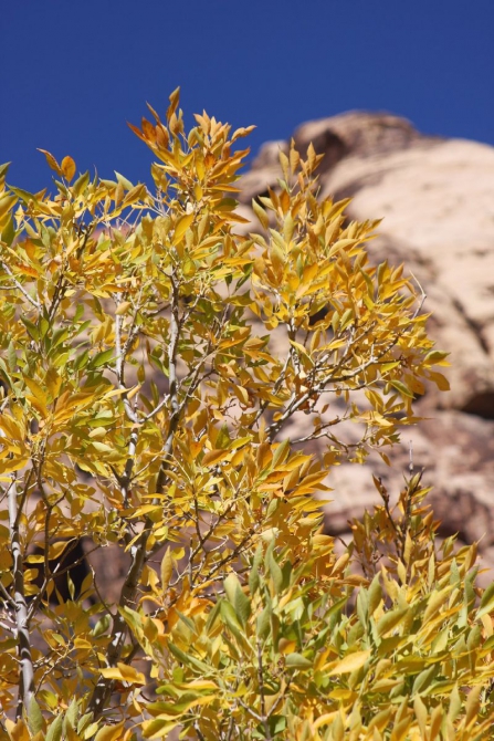Каждому труженику по Мескалито...