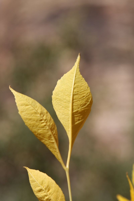 Каждому труженику по Мескалито...
