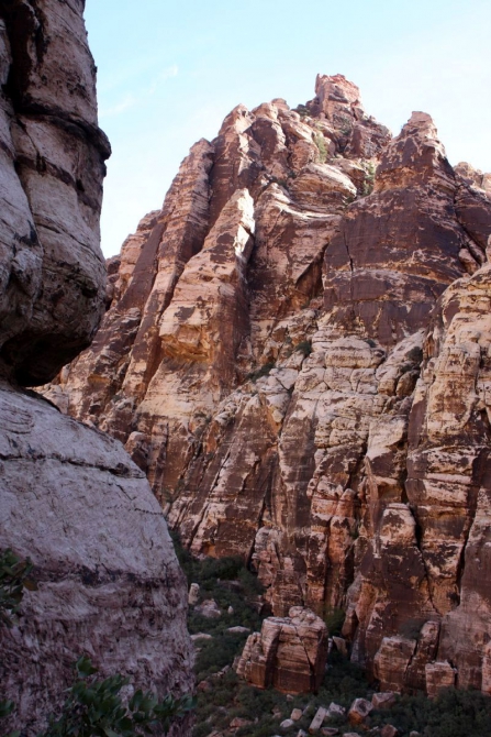 Каждому труженику по Мескалито...