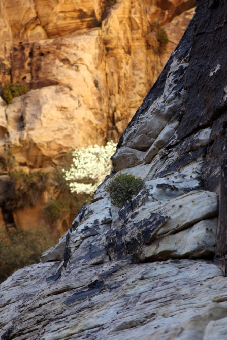 Каждому труженику по Мескалито...
